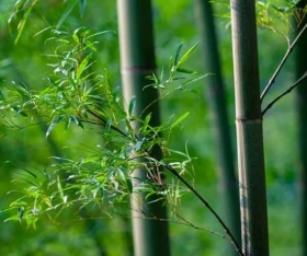 做竹筷建议选择几年的竹子？